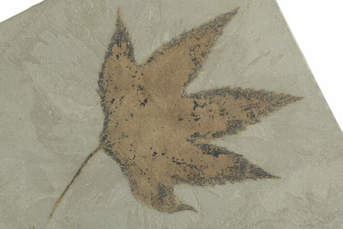 Fossil Sycamore (Macginitiea) Leaf - Green River Formation, Utah #356068